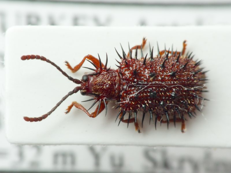 Dicladispa testacea (Linnaeus, 1767)